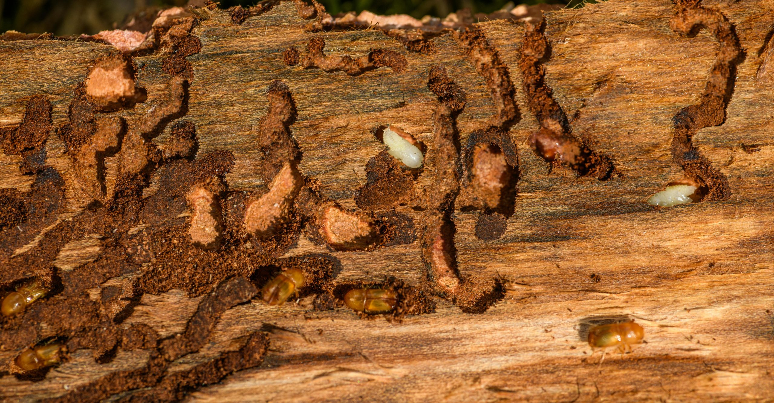 Hoe herken je houtworm in je woning?